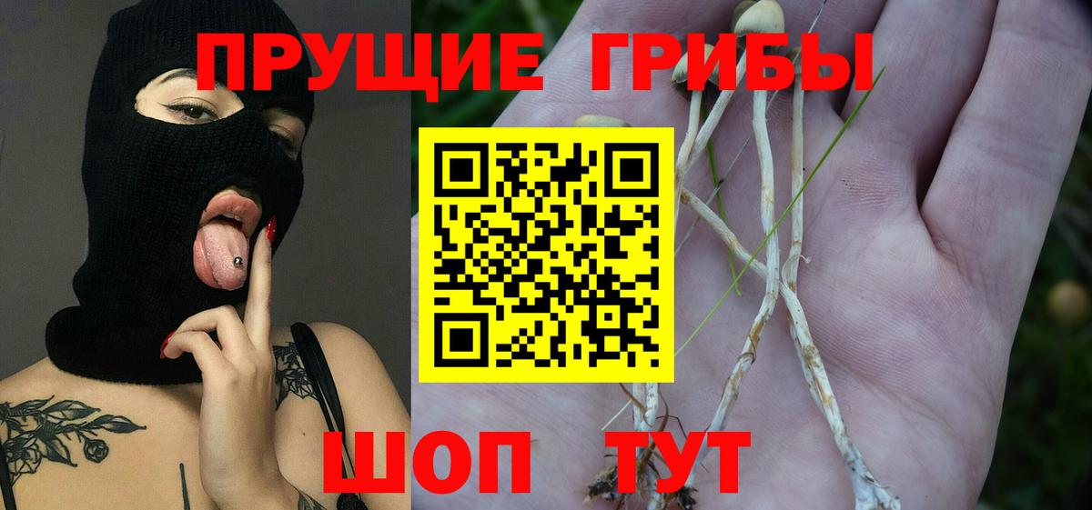 Псилоцибиновые грибы мицелий Новозыбков